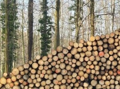 im Vordergrund geernetete Baumstämme, im Hintergrund Wald